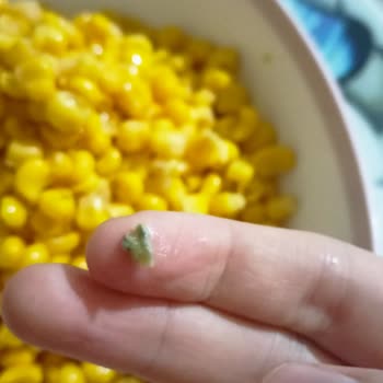 Konserve Mısırda Şok Edici Buluntu