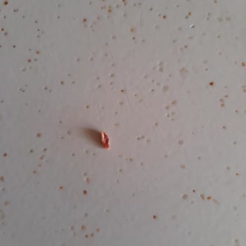 Çocuklar İçin Tehlike Arz Eden Sucuk Ve Salam Ürünleri