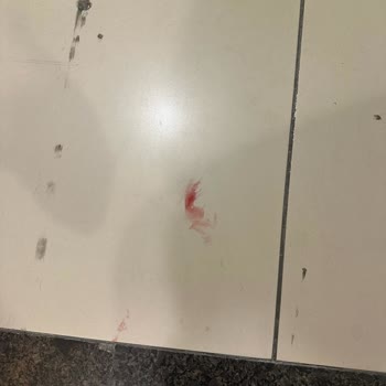 Sunexpress Hava Yolları : Evcil Hayvan Ve Bagaj Kabusu