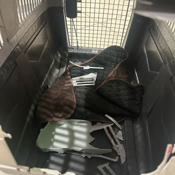 Sunexpress Hava Yolları : Evcil Hayvan Ve Bagaj Kabusu