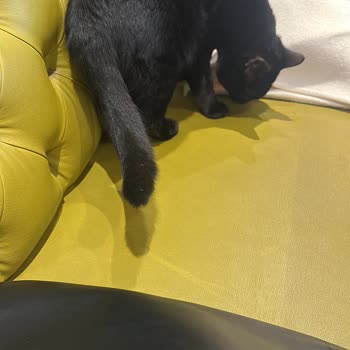 I Saw Cats Roaming on Tables at Cafe Nero—Unhygienic and Unacceptable