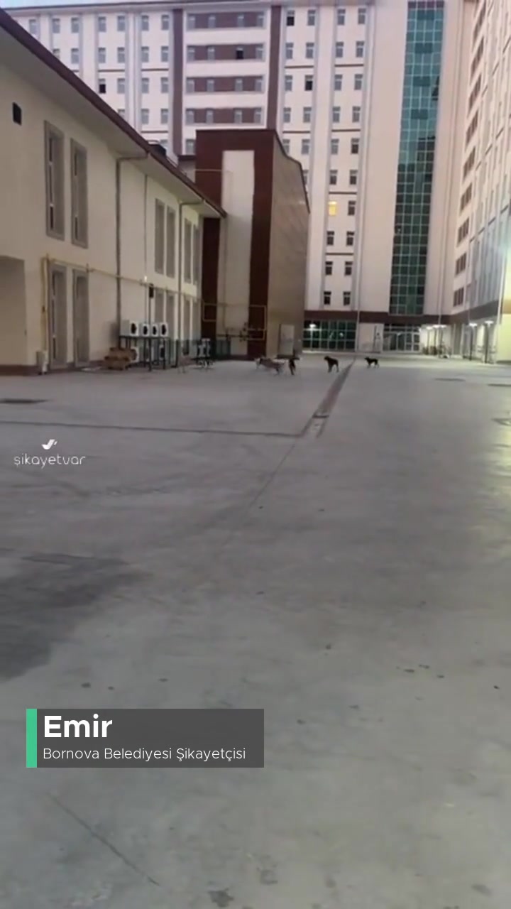 Bornova KYK Kız Yurdunda Sokak Köpekleri Sorunu videonun kapak resmi