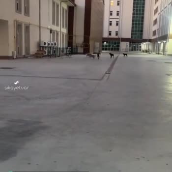 Bornova KYK Kız Yurdunda Sokak Köpekleri Sorunu