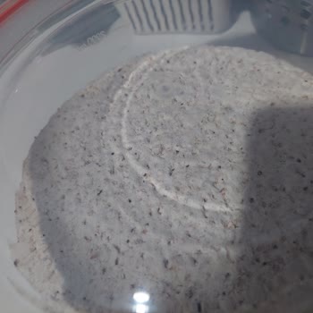 Tam Buğday Ununda Böceklenme Sorunu