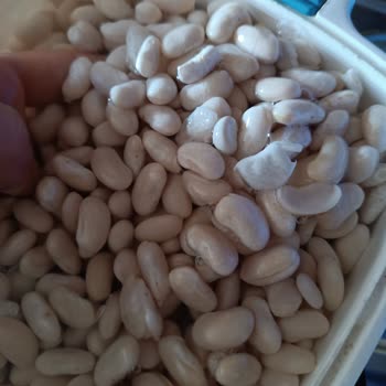 Duru Fasülyeden Hiç Memnun Kalmadım