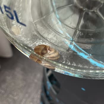 Fuska Cam Damacana'dan Salyangoz Çıkması Ve İade Sorunu