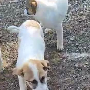 Ankara Büyükşehir Belediyesi Sokak Hayvanlarının Korunması İçin Acil Çözüm Bekliyoruz