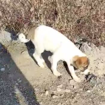 Ankara Büyükşehir Belediyesi Sokak Hayvanlarının Korunması İçin Acil Çözüm Bekliyoruz