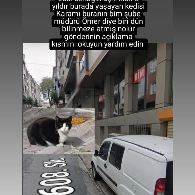BİM Şubesinde Kedilere Yönelik İddialar Üzerine Endişe