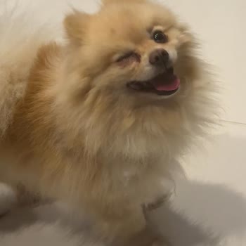 Köpeğimin Sağlığına Dair Büyük Hayal Kırıklığı