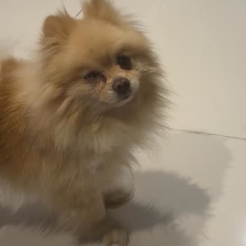 Köpeğimin Sağlığına Dair Büyük Hayal Kırıklığı