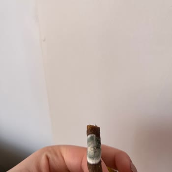 Bado Pet Food Kedi Maması Skandalı: Küflü Ürün Şoku