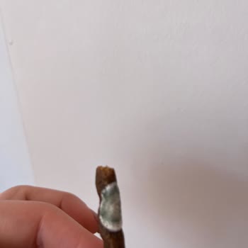 Bado Pet Food Kedi Maması Skandalı: Küflü Ürün Şoku