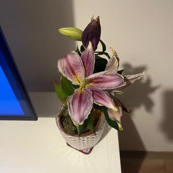 Solan Çiçeklerle Gelen Hayal Kırıklığı