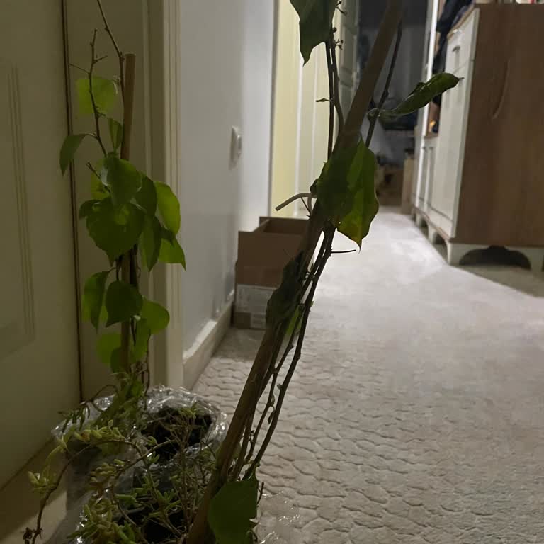 Bitkisatisi.com.tr Görselle Gelen Ürün Arasındaki Fark