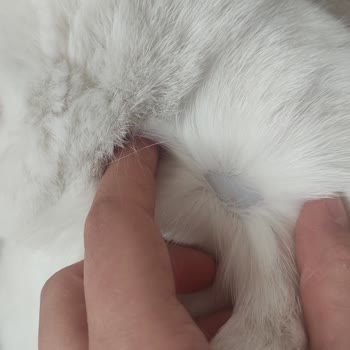 Dicle Üniversitesi Veteriner Fakültesi Deneyimsiz Ellerde Acı Çeken Kedim!