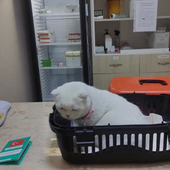 Dicle Üniversitesi Veteriner Fakültesi Deneyimsiz Ellerde Acı Çeken Kedim!