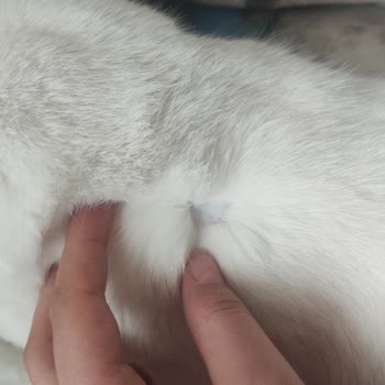 Dicle Üniversitesi Veteriner Fakültesi Deneyimsiz Ellerde Acı Çeken Kedim!