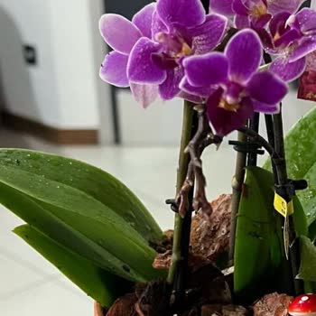 Yanlış Ürün Ve Yetersiz Destekle Hayal Kırıklığı