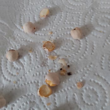 Beyaz Leblebide Beklenmedik Kurt Problemi