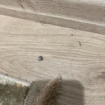 Philips 7100 Serisi Robot Süpürge: Kısa Sürede Hayal Kırıklığı Ve İade Mücadelesi