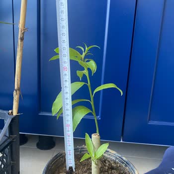 Rüzgar Botanik Yanlış Bitki Gönderimi ve İletişim Sorunu