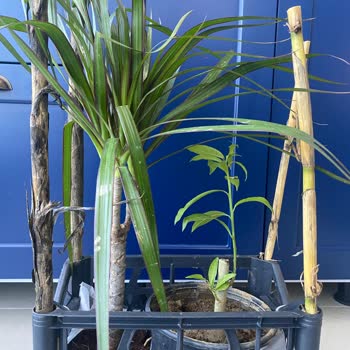 Rüzgar Botanik Yanlış Bitki Gönderimi ve İletişim Sorunu