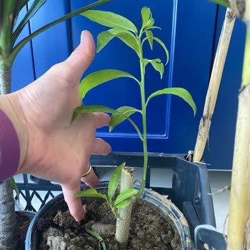 Rüzgar Botanik Yanlış Bitki Gönderimi ve İletişim Sorunu