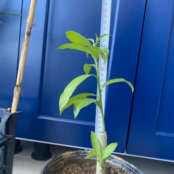 Rüzgar Botanik Yanlış Bitki Gönderimi ve İletişim Sorunu