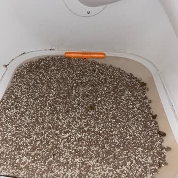Xenon Smart Kedi Tuvaleti Hayal Kırıklığı