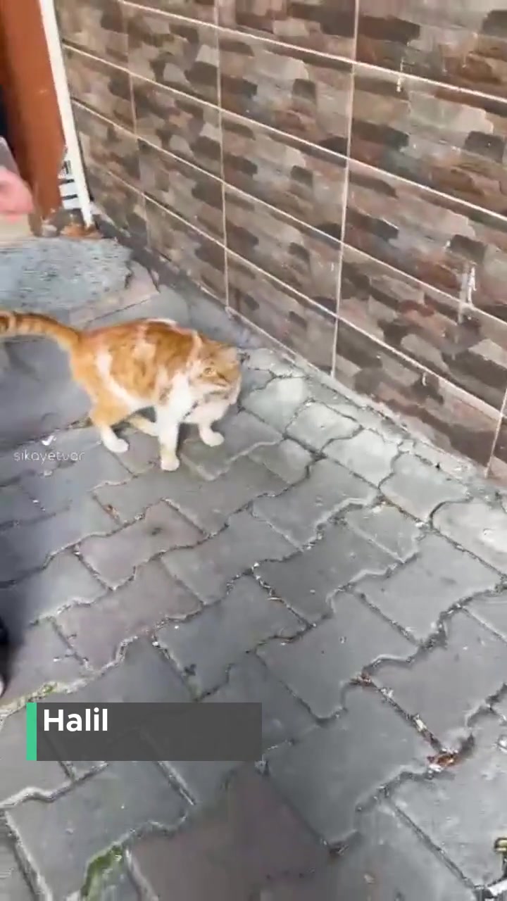 İstanbul Büyükşehir Belediyesi Hayvan Severmiş! videonun kapak resmi