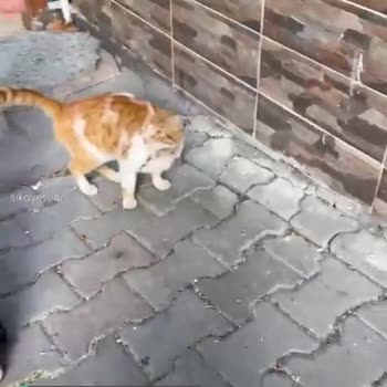 İstanbul Büyükşehir Belediyesi Hayvan Severmiş!