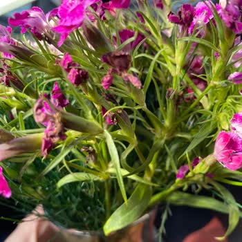 Özensiz Çiçek Teslimatı Hayal Kırıklığı Yarattı