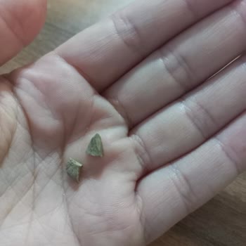 Kıymadan Taş Çıktı, Market İlgisiz Kaldı