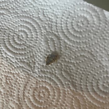 Asrın Tandırı Lavaş Ekmeği Şikayeti