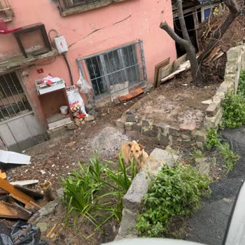 Eyüp İslambey'de Köpek Tehlikesi