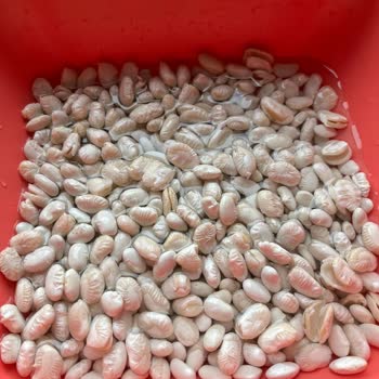 Hasata Marka Kurufasülye Hüsranı