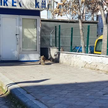 Ekmek Büfesinde Hijyen Sorunu Ve İlgisizlik