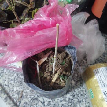 Sipariş Gecikmesi Ve İlgisiz Müşteri Hizmetleri