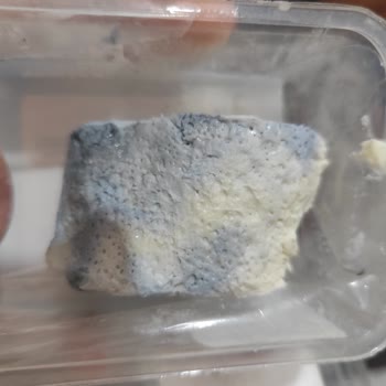 İçim Rulo Kaymak İkinci Günde Küflendi