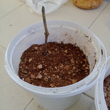 Üzüm Fidanlarındaki Sorun Ve Çözüm Talebi