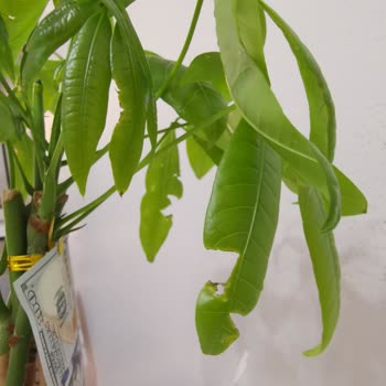 Hediye Çiçek Tam Bir Hayal Kırıklığı