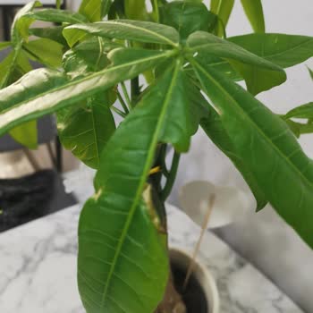 Hediye Çiçek Tam Bir Hayal Kırıklığı