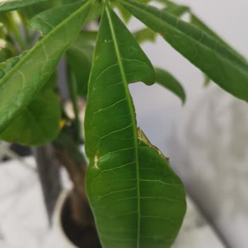 Hediye Çiçek Tam Bir Hayal Kırıklığı