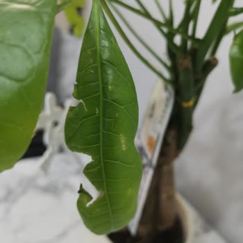 Hediye Çiçek Tam Bir Hayal Kırıklığı