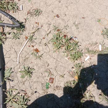 Arsuz Belediyesi Çocuk Parkında Güvenlik Tehlikesi!