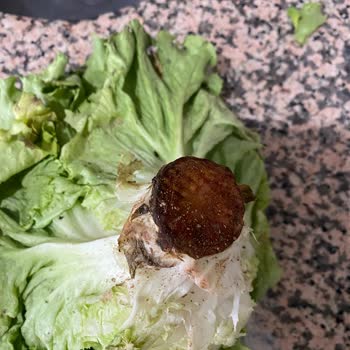 Migros'tan Gelen Ürünlerde Kontrol Eksikliği