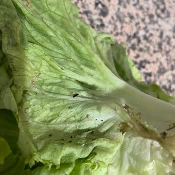 Migros'tan Gelen Ürünlerde Kontrol Eksikliği