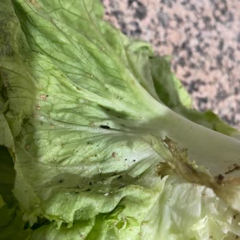 Migros'tan Gelen Ürünlerde Kontrol Eksikliği