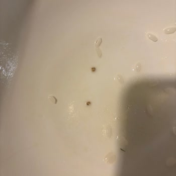 Bozuk Pirinç: Kurtlu Paketler